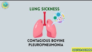 Contagious Bovine Pleuropneumonia Disease CBPP [upl. by Kcired]