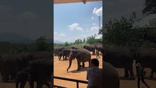 Pinnawala elephant orphanage  elephant  baby elephant pinnawala  srilanka [upl. by Sakhuja293]