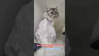 Meet Ralph the sheared cat  cat [upl. by Tace828]