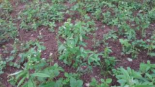 Sunn Hemp for food plots and Soil improvements [upl. by Bullough742]