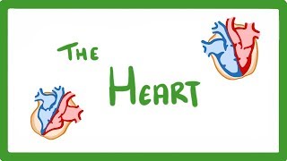 GCSE Biology  The Heart 23 [upl. by Eelam]