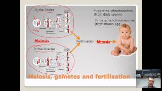 Chromosomes genes and alleles  brief overview [upl. by Trilbie]