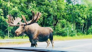 GIANT Moose in the Street [upl. by Anir]