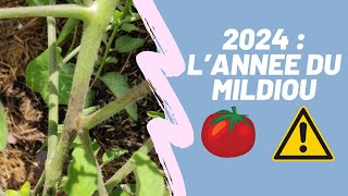 2024  Attention au Mildiou de la Tomate  Prévention et identification [upl. by Aker]