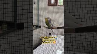 Budgies parrot lover birds [upl. by Tnafni]