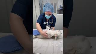 Skill 1 prepping and positioning a canine orchiectomy [upl. by Ahsikym]