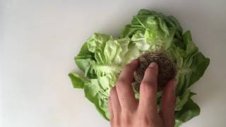 How to Cut Butter Lettuce [upl. by Euqinahc]