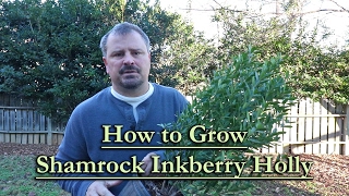 How to grow Shamrock Inkberry Holly Compact Growing Evergreen Shrub [upl. by Ativla]