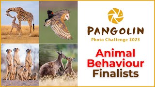 Animal Behaviour Wildlife Photography Competition Finalists [upl. by Inness]