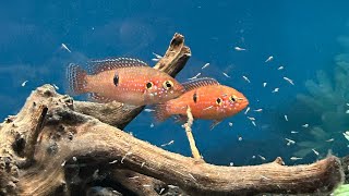 RED LIFALILI JEWEL HEMICHROMIS LIFALILI fishroom cichlid jewelcichlid [upl. by Deming431]