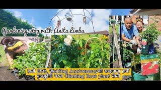 Transplanting Climbing Rose plant  Gardening vlog [upl. by Einnil]