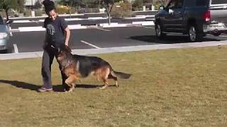 How to teach German Shepherds to heel enthusiastic for a BH title [upl. by Dino]