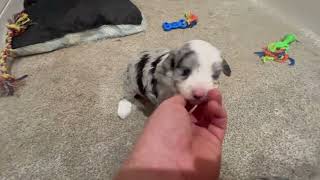 Willows AussieDoodle Puppies at 5 Weeks [upl. by Lladnar]