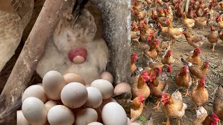 Mixing food for egglaying chickens How to treat coccidiosis in chickens  Chicken Farm [upl. by Anesuza]