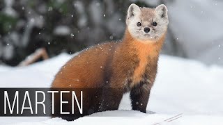 MARTEN is the most charming hunter Marten against a cat and a hawk How the marten hunts [upl. by Jonell]