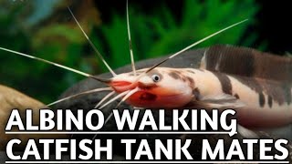 Walking catfish tank mates  Walking catfish  Clarias Catfish tank mates [upl. by Renado]