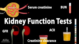 Kidney Function Tests Animation [upl. by Jonna]