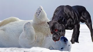 Even Polar Bears Are Afraid Of These Dogs [upl. by Dlnaod970]