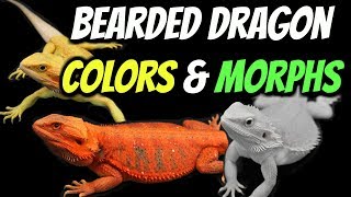 Types of Bearded Dragons  Colors amp Morphs Explained [upl. by Wallach]