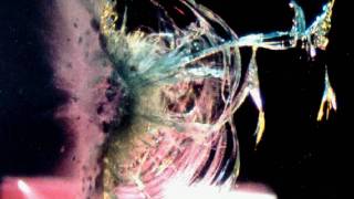 slow motion Bullet hitting Glass filmed at 125000 frames per second with a Cordin Model 140 camera [upl. by Niessuh]