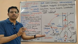 Cholinergic Drugs Part 04  Anticholinesterases Mechanism of Action and Site of Action [upl. by Yaya]