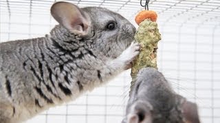 Chinchilla STICK TREAT [upl. by Euqnomod764]