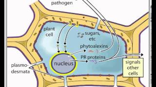 Signaling Plant Pathogen [upl. by Cicenia]