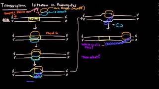 Transcription Part 3 of 6  Initiation in Prokaryotes [upl. by Urbanna]