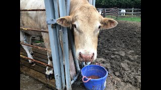 One Ton Bull Got a Hoof Trim With a Home Built Cattle Headgate [upl. by Brunhilda145]