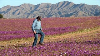 Chile Worlds driest desert in bloom after heavy rains [upl. by Arnon]