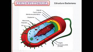 Reino Eubacteria y Archaea [upl. by Deppy848]