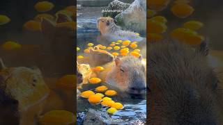 Capybaras  Water  Infinite Fun 💦 shorts capybara [upl. by Nylanaj893]