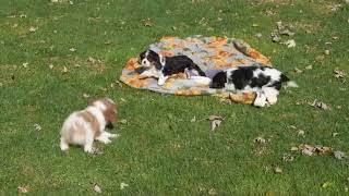 Cavalier King Charles Spaniel Puppies For Sale [upl. by Earised21]