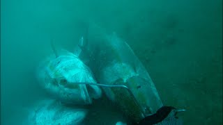 Spearfishing Amberjack off a Tug Boat Wreck Commercial [upl. by Olsewski]