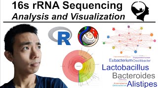 16s rRNA Sequencing Analysis and Visualization [upl. by Custer]