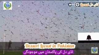 Desert locust attack and its management Tiddi Dall ka tadarak ٹڈی دل کا تدارک، ٹڈی دل کا حملہ [upl. by Stutzman]