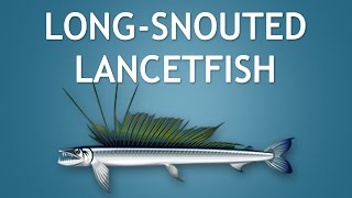 Elltharis  LONGSNOUTED LANCETFISH 5★ [upl. by Gombosi669]