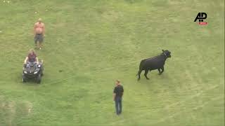 Bull that escaped from Illinois farm lassoed after hours on the run [upl. by Ajani]