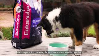 Eukanuba Puppy Food Range The Best Food for Growing Pups [upl. by Tichon]