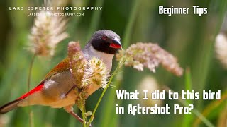 Watch what I did to this bird in Aftershot Pro 3 Photography Beginner Tips [upl. by Jesh192]