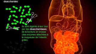 La digestion chimique [upl. by Wagstaff]