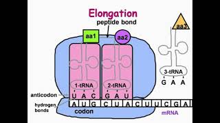 Elongation Step of DNA Translation [upl. by Ahsitniuq]