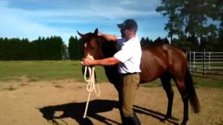 Horses from courses training thoroughbred ex racehorses [upl. by Latona]