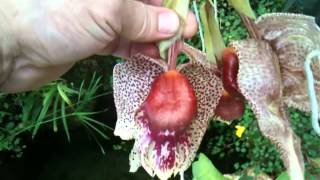 OrchidWeb  Coryhopea Red Martian [upl. by Olivero]