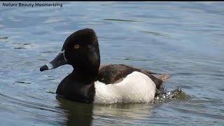 Ringnecked Duck Foraging Swimming and Diving [upl. by Godfry]