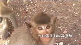 Mating Habits of the Crabeating Macaque カニクイザルの繁殖行動 [upl. by Annahsohs]