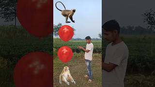 Bandar band bajana Aaye dog cat amp vfx short video [upl. by Elwina]