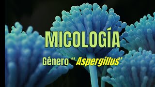 Género Aspergillus  Micología  Tema 3  Microbacter [upl. by Whit548]