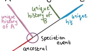 Understanding Phylogenetic Trees 1 [upl. by Nolrev]