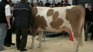 Jungkuhchampionnat 2010 Misswahlen der Rasse Simmental [upl. by Seyah512]